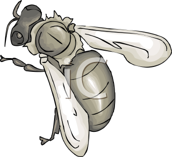 Insect Clipart