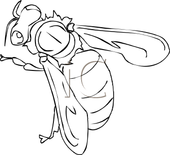 Insect Clipart