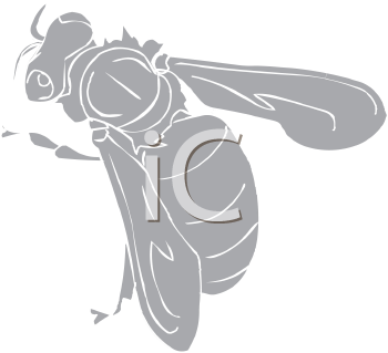 Insect Clipart