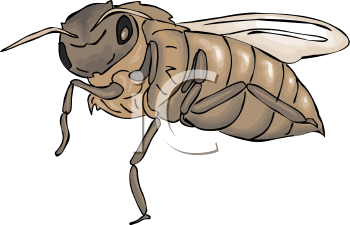 Insect Clipart