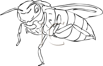 Insect Clipart