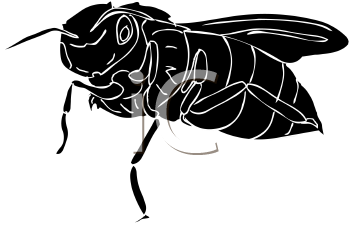 Insect Clipart