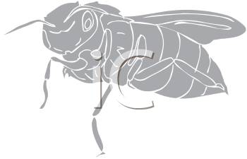 Insect Clipart