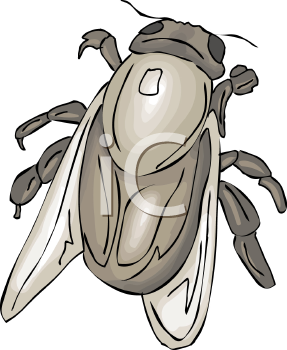 Insect Clipart