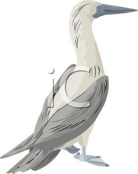 Bird Clipart