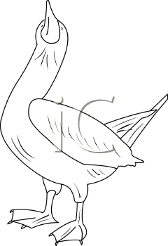 Bird Clipart