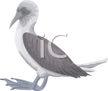 Bird Clipart