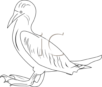 Bird Clipart