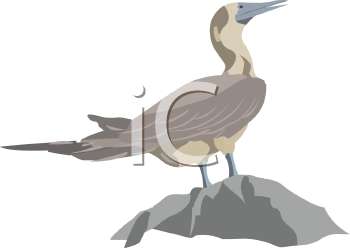 Bird Clipart