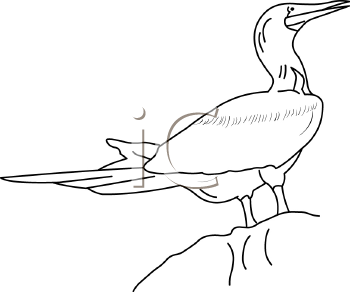 Bird Clipart