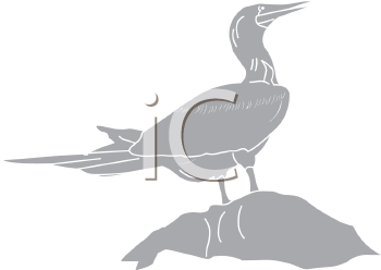 Bird Clipart