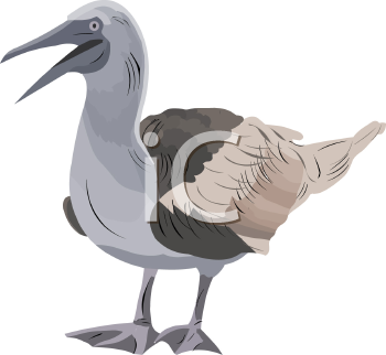 Bird Clipart