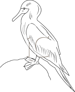 Bird Clipart