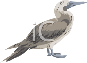 Bird Clipart