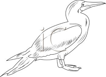 Bird Clipart