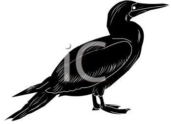 Bird Clipart