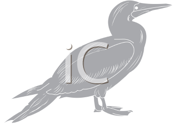 Bird Clipart