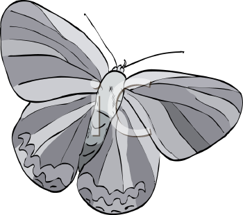 Insect Clipart