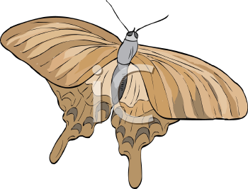 Insect Clipart