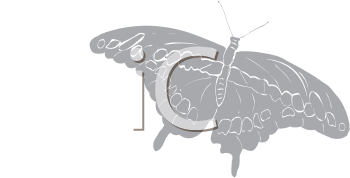 Insect Clipart