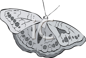 Insect Clipart