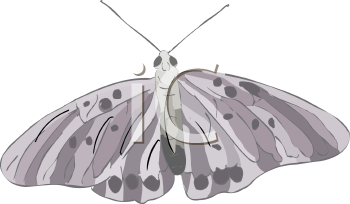 Insect Clipart