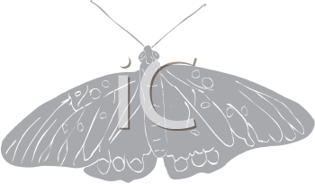 Insect Clipart