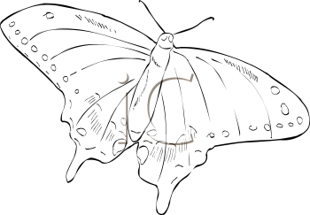 Insect Clipart