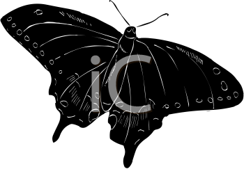 Insect Clipart