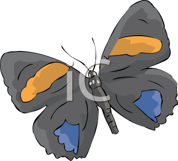 Insect Clipart