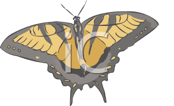 Insect Clipart