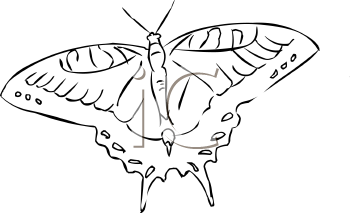 Insect Clipart