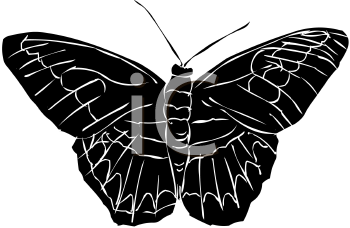 Insect Clipart