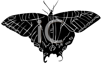 Insect Clipart