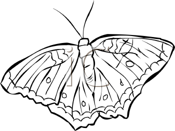 Insect Clipart