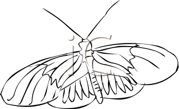 Insect Clipart