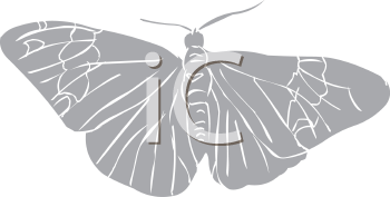 Insect Clipart