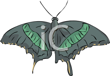 Insect Clipart