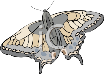 Insect Clipart