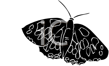 Insect Clipart