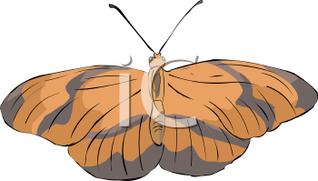 Insect Clipart