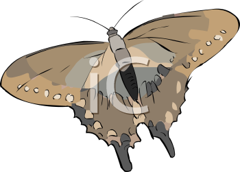 Insect Clipart