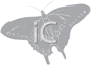 Insect Clipart