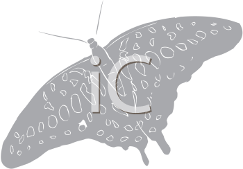 Insect Clipart