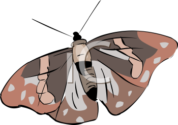 Insect Clipart