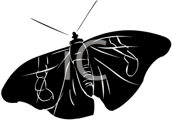 Insect Clipart