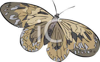 Insect Clipart