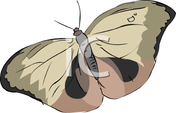 Insect Clipart