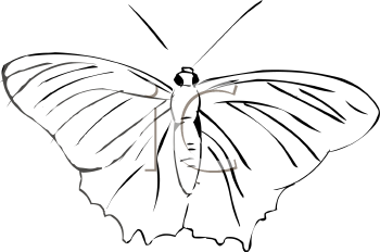 Insect Clipart