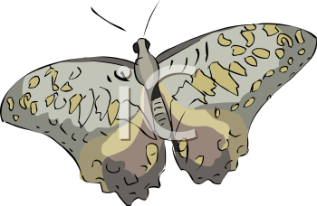 Insect Clipart